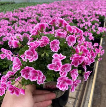 Cirtainā pelargonija 'Angeleyes Pink'